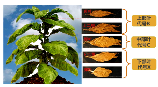 煙葉怎么分級？煙葉分級原理和方法